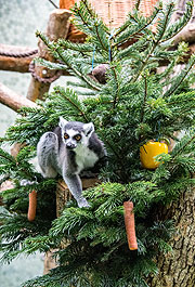 Weihnachtsfreude 2020:Katta in Hellabrunn ©Fotos: Tierpark Hellabrunn / Marc Müller